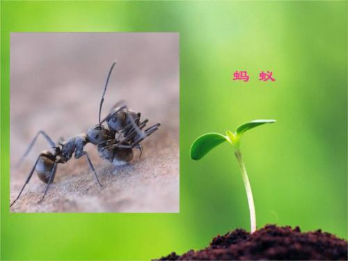 关于描写蚂蚁的优美句子大全 关于描写蚂蚁的文章